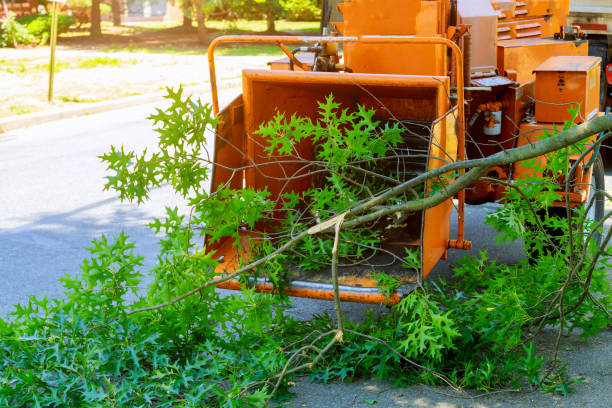 Reliable Henrietta, TX Tree Services Solutions