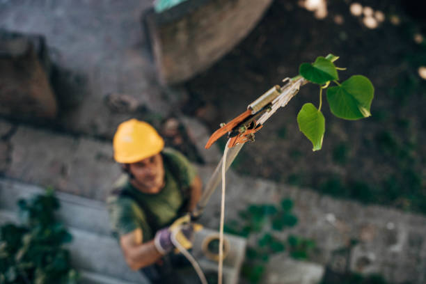Best Utility Line Clearance  in Henrietta, TX