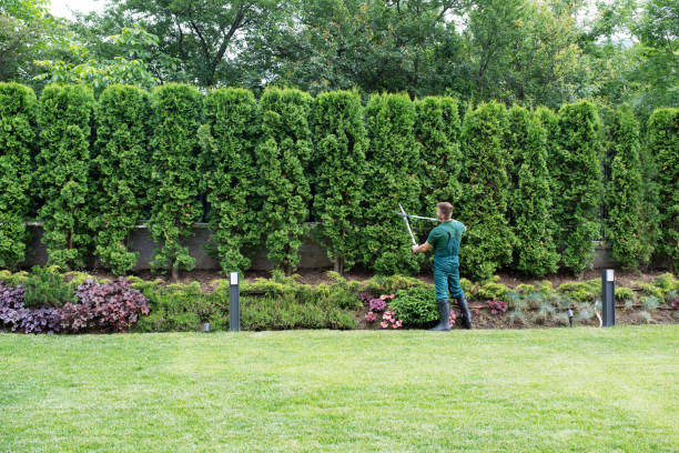 Best Lawn Renovation and Restoration  in Henrietta, TX