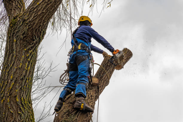 Best Tree Removal  in Henrietta, TX