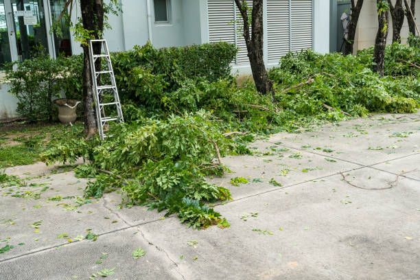 Best Hedge Trimming  in Henrietta, TX