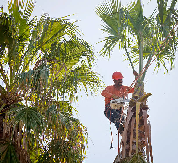 Best Tree Health Inspection  in Henrietta, TX