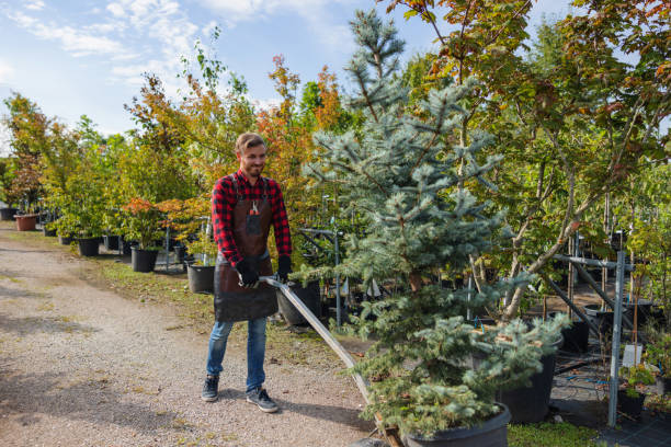 Lawn Watering Services in Henrietta, TX
