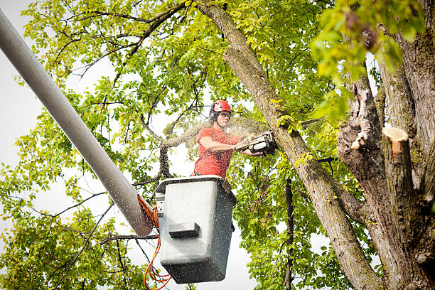 Best Tree Preservation Services  in Henrietta, TX